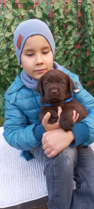 Лабрадор Ретрівер цуценята від розплідника