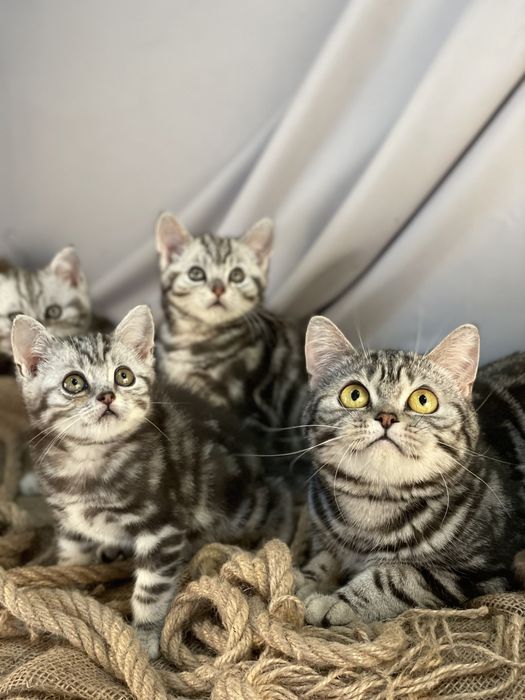 Красиві мармурові кошенятка