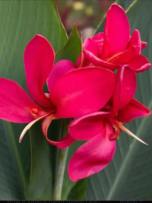 Kana paciorecznik Fata Morgana