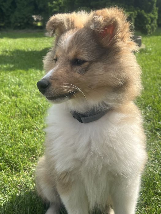 Owczarek szetlandzki , sheltie - gotowy do odbioru