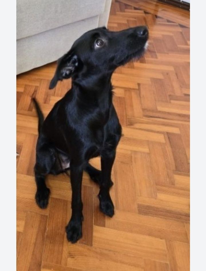 Cadelinha para adoção responsável