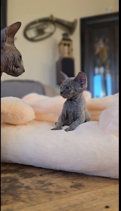 Niebieski Kot sfinks.Przepiekny kocurek z niebieskimi oczkami