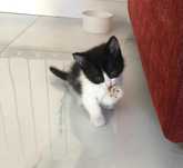 Adoção de 3 gatinhos abandonados.