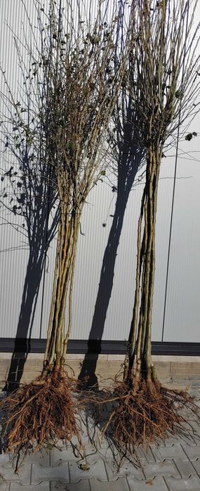 Głóg Paul Scarlett Scarlet