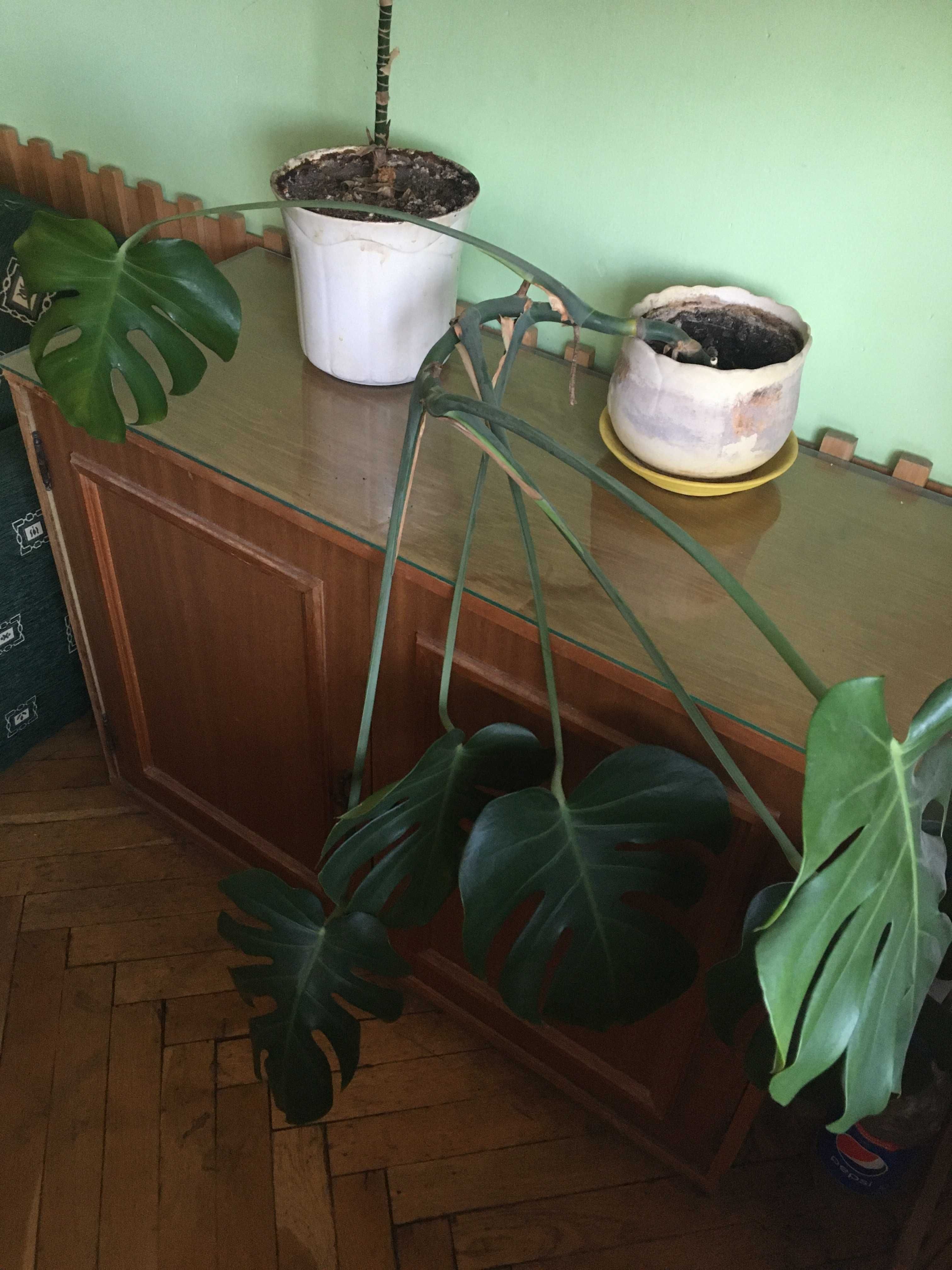 Juka, Dracena, Monstera