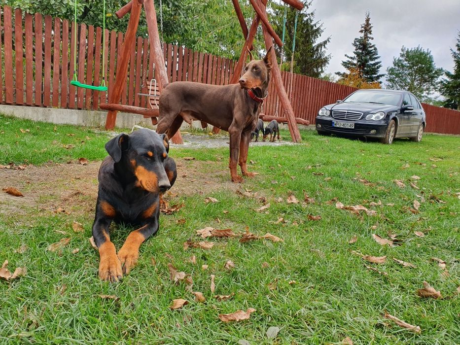 Suczka doberman gotowa do odbioru rodowód