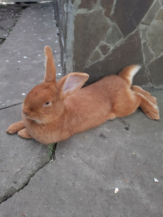 Продажа кроликов.