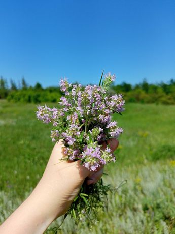 Травы (чабрец, полынь, липовый цвет, зверобой) сухие