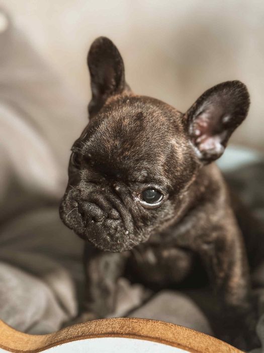 Gracjan Buldog francuski ZKWP