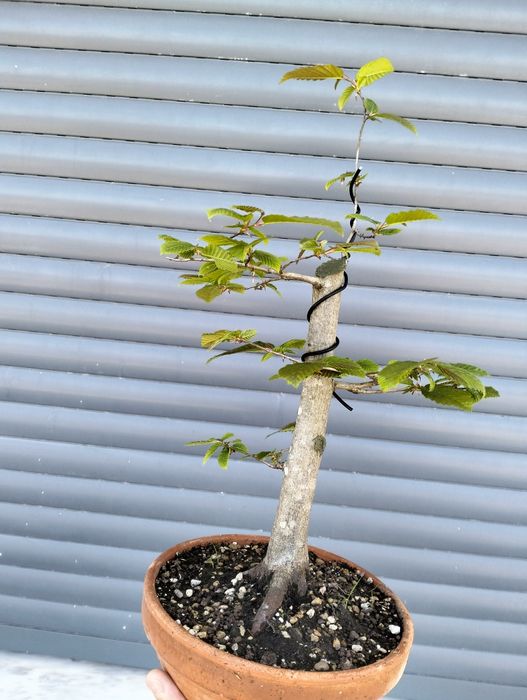 Pré bonsai carpinus betulus