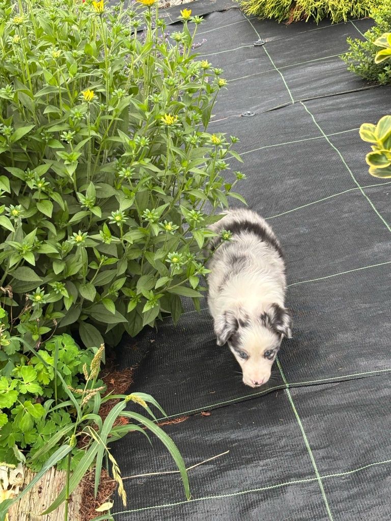 Border Collie - piesek blue merle