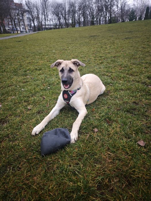 Цуценя в добрі руки, дівчинка в добрі руки