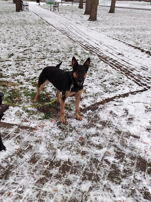 Owczarek Belgijski oddam max 50km