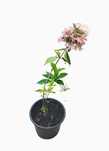 Hortensja Bukietowa VanilleFraise różowy  w pojemniku 1-2l 10-15 cm