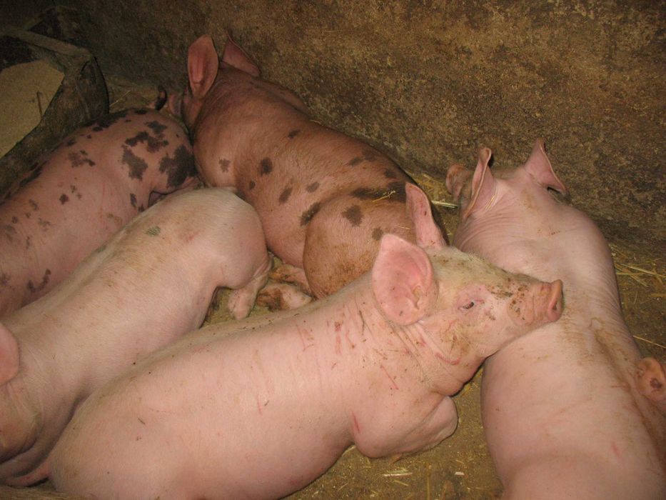 подам поросят мясноі породи