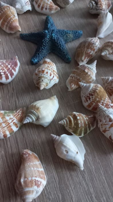 30 szt.muszle, muszelki ozdobne np. do akwarium