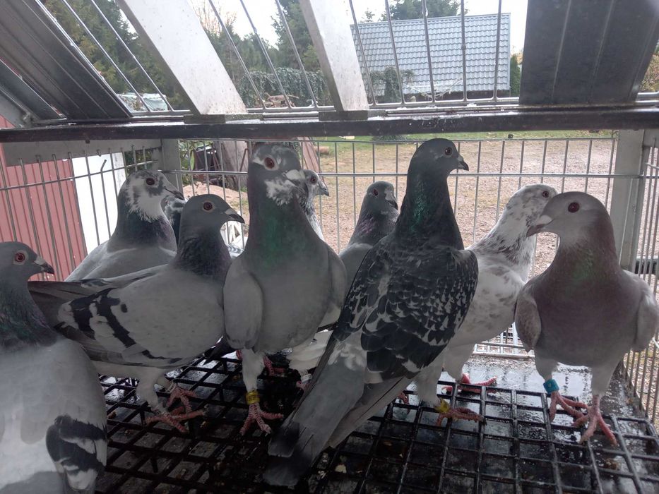 Gołębie rozpłodowe