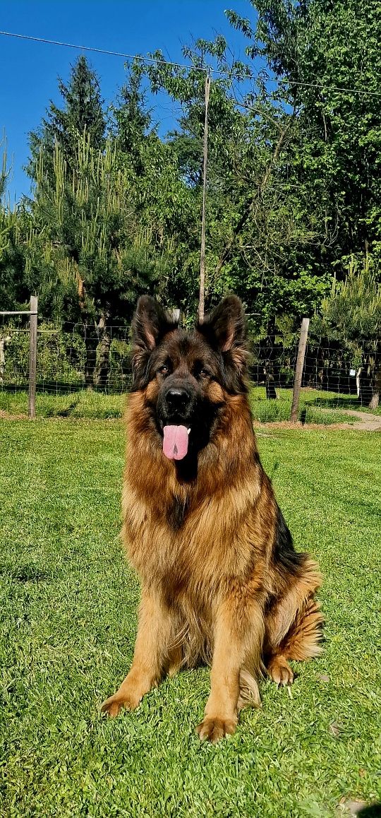 Owczarek Niemiecki