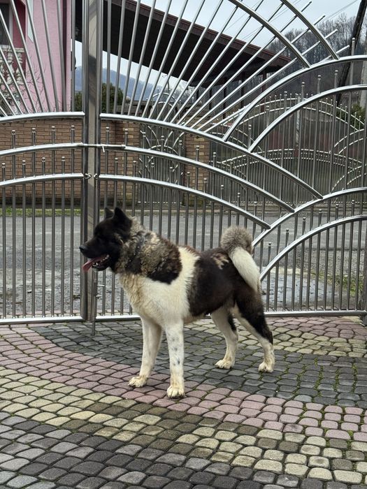 Кобель оригінальна Амереканська Акіта