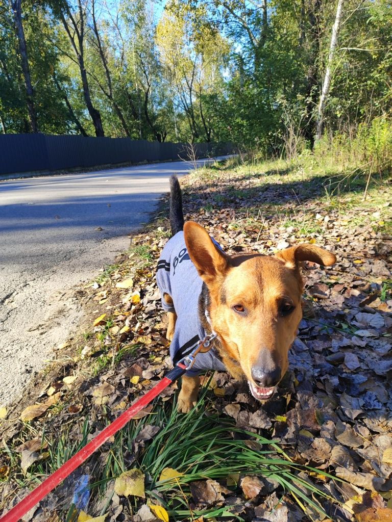 Misiu do adopcji