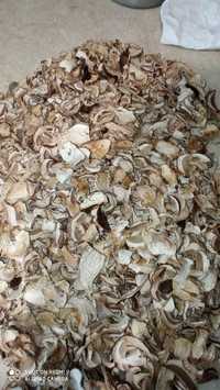 Продам білі гриби сушені, збір червень 2023 в Карпатах