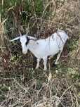 Cabra e Cabrito para mudar de pasto