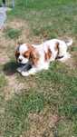 King Charles spaniel