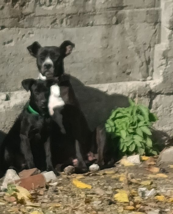 Отдам бесплатно.Щенок 4 мес