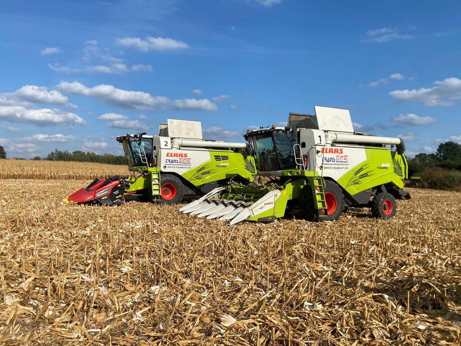 Zbiór kukurydzy / Usługi rolnicze /Skup kulurydzy / Transport z pola