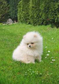 Pomeranian szpic miniaturowy XXS BOO