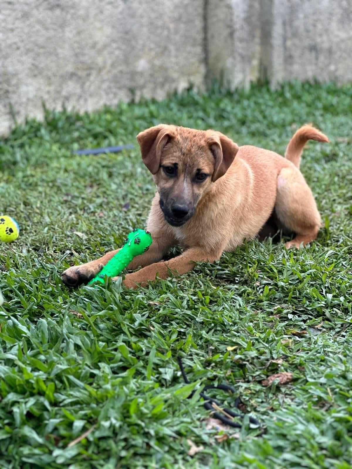 Adopção Dupla: Macho e Fêmea Porte Médio 6 meses