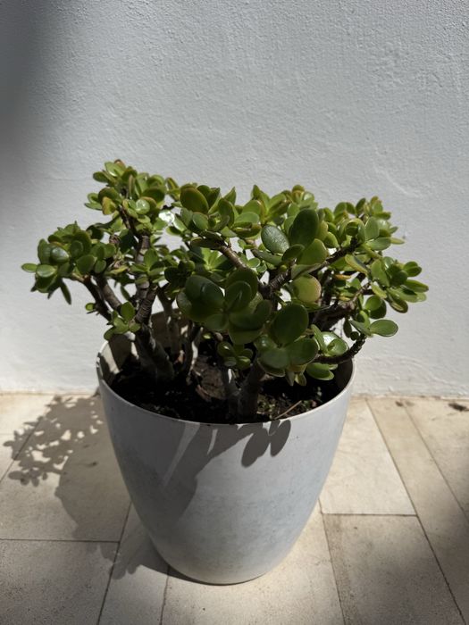 Planta Suculenta Jade - Cacto com Vaso Branco | Interior e Exterior