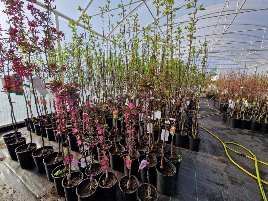 Drzewka Owocowe, Drzewka Ozdobne