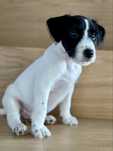 Parson Russell Terrier - suczka MEGAN