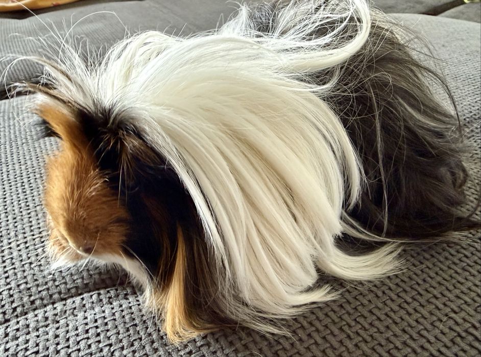 Świnki morskie peruwianki - długowłose. Razem z klatką.