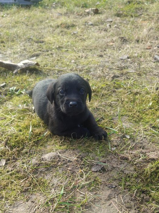 Szczenięta Labrador