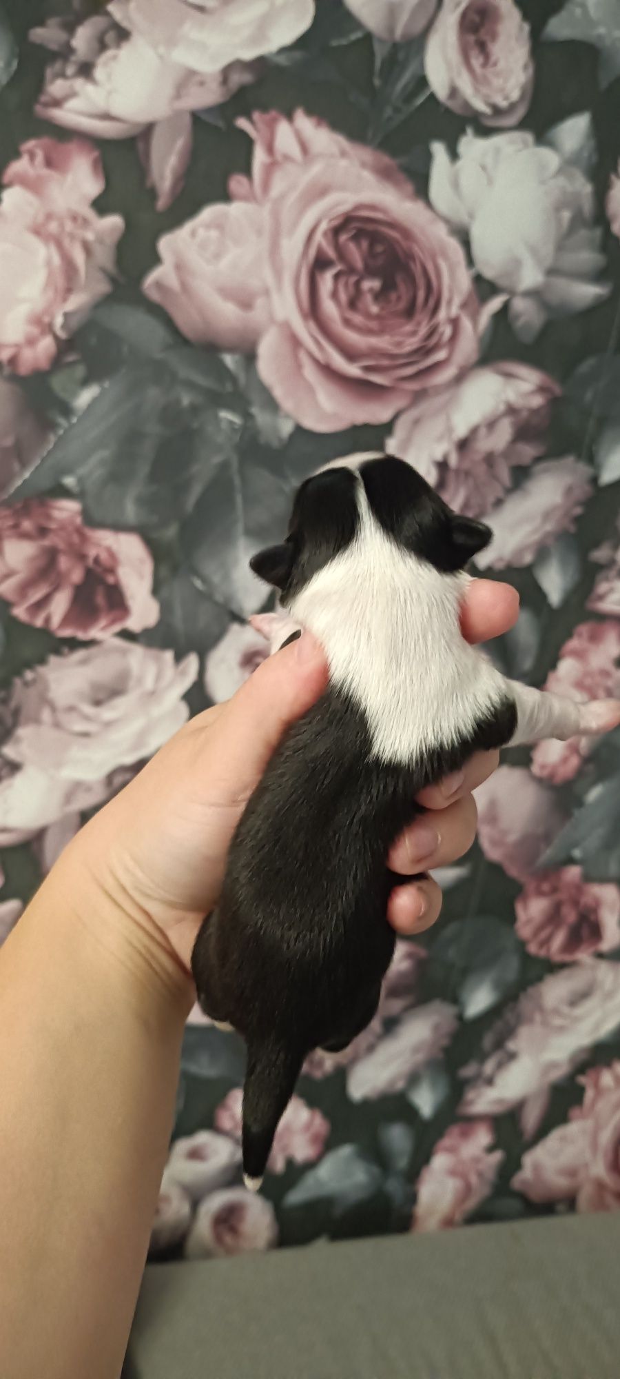 ***Chłopczyk chihuahua***