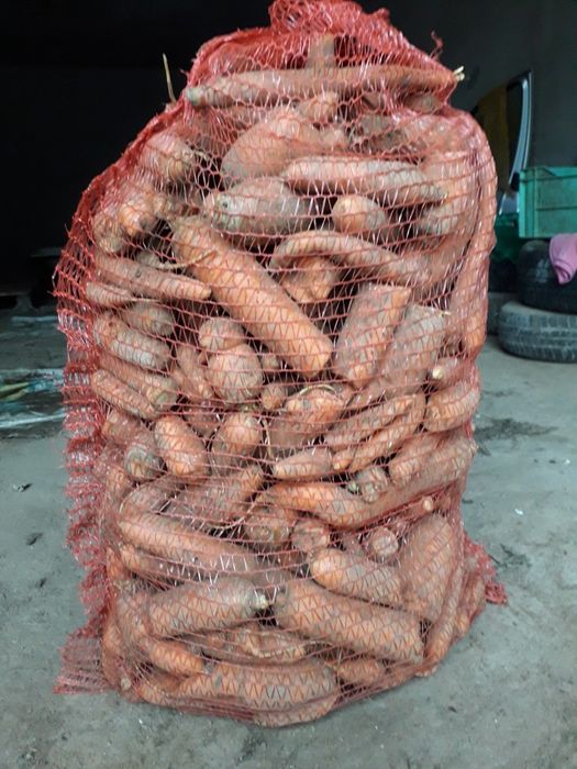 Marchew odpadowa brudna niepłukana