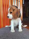 Beagle z legalnej hodowli