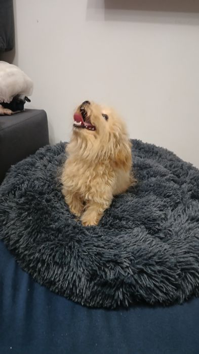 Bichpoo/Poochon chłopiec