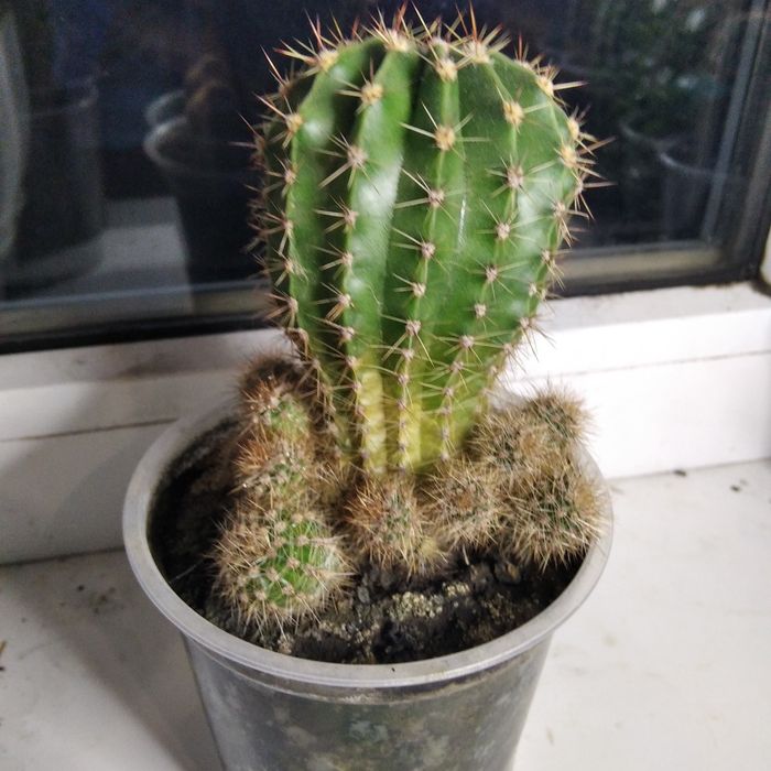 Продам молодые кактусы, деток и взрослые