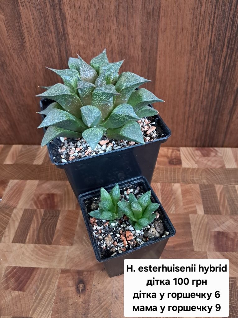 Продам хавортії, сукуленти