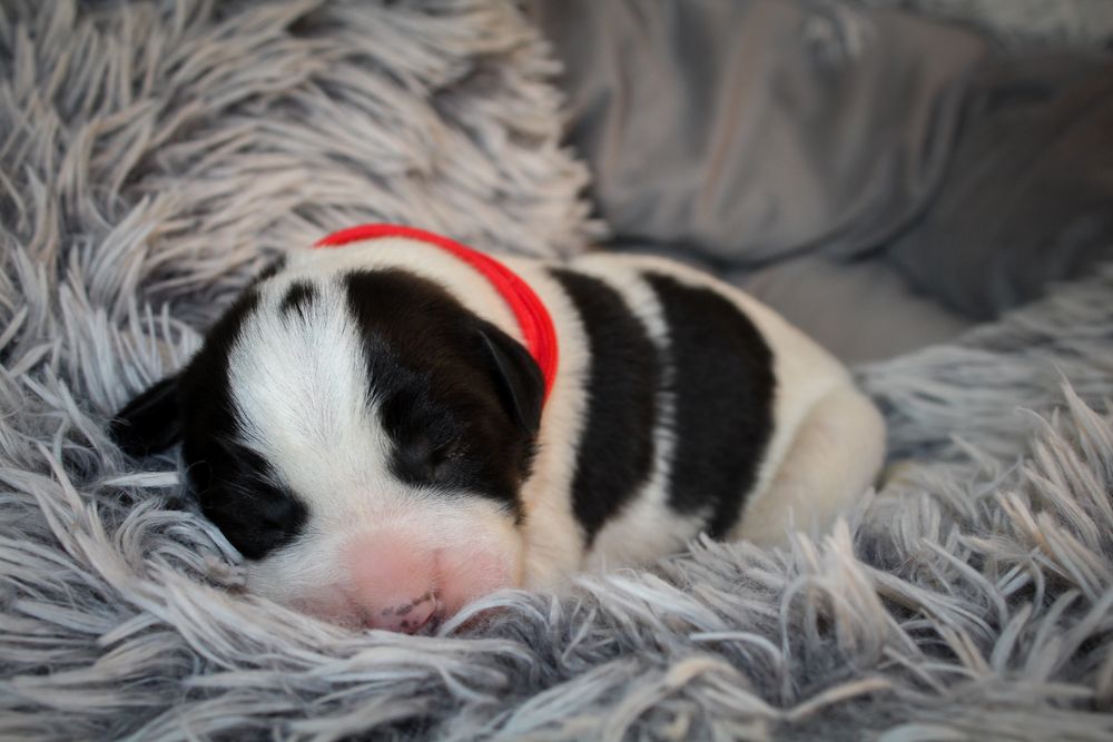 Owczarek srodkowoazjatycki