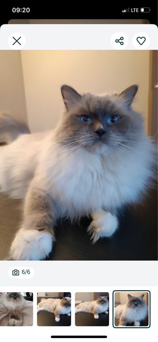 Kocurek Ragdoll wnuk Championa  rodzice FPL badania genetyczne cudny