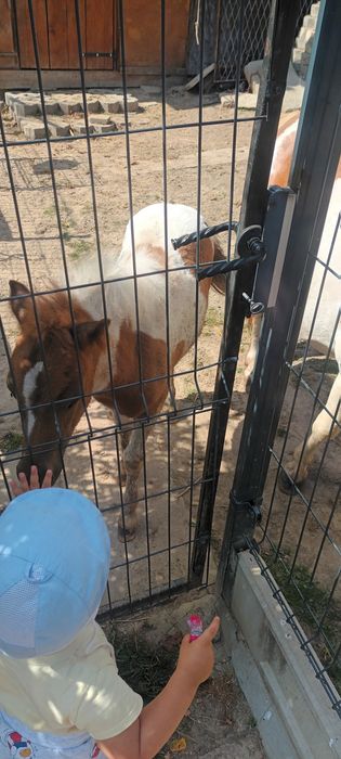 Kucyk kucyki klacz z źrebakiem