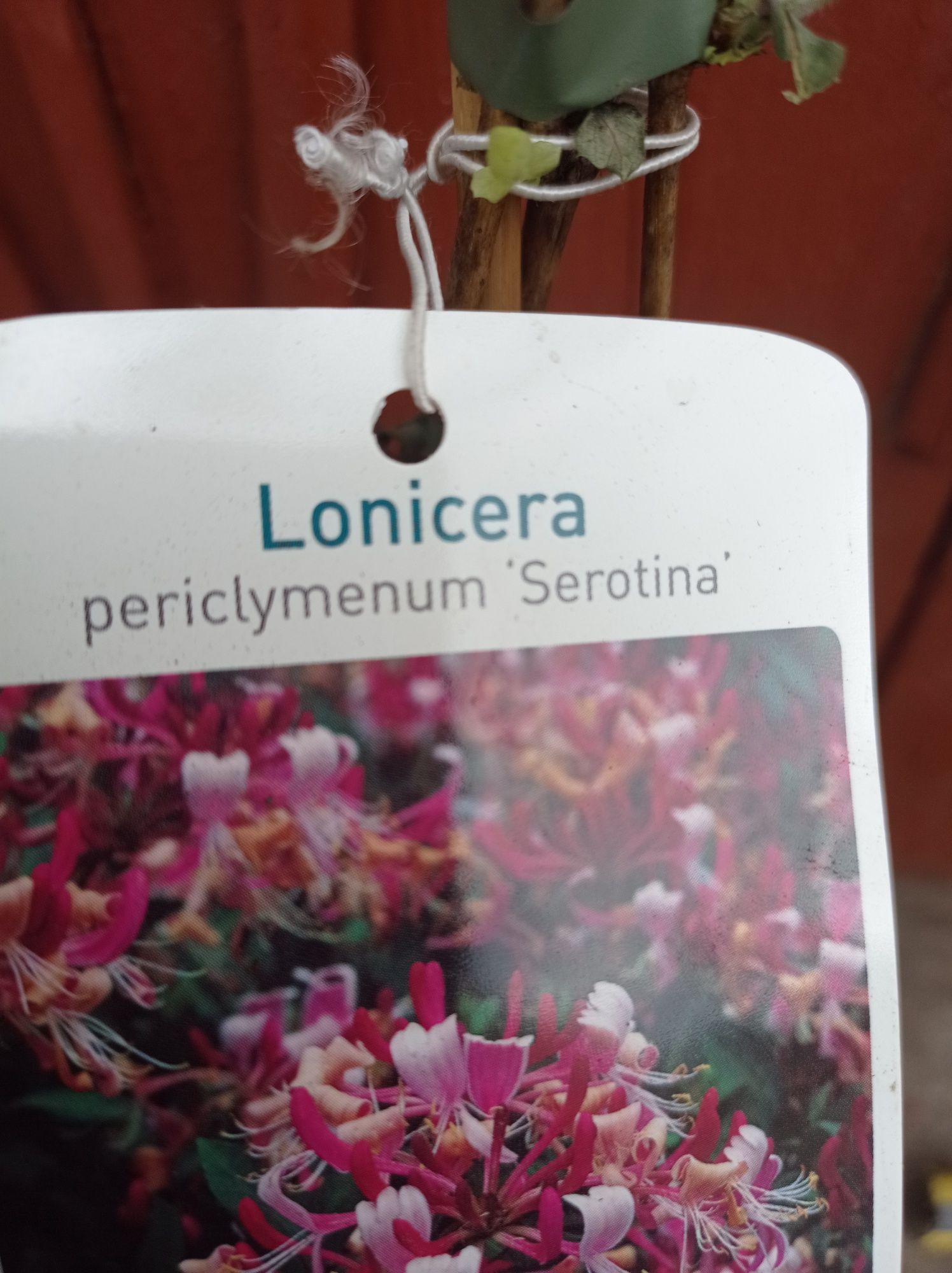 Жимолость,лонисера сорт Seronita.