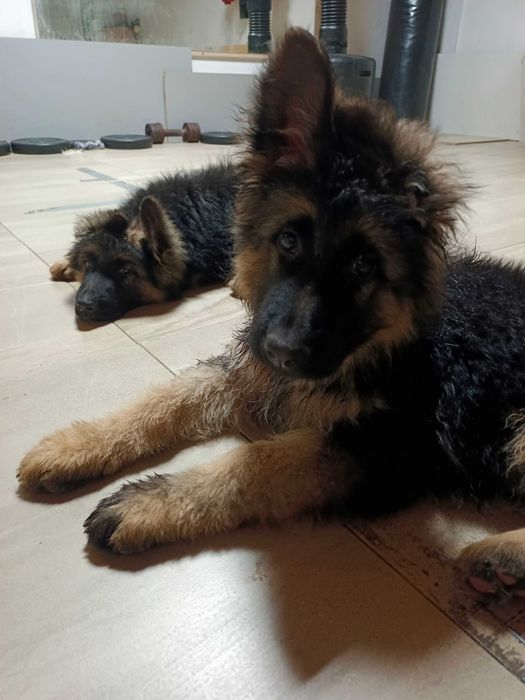 Owczarek niemiecki długowłosy