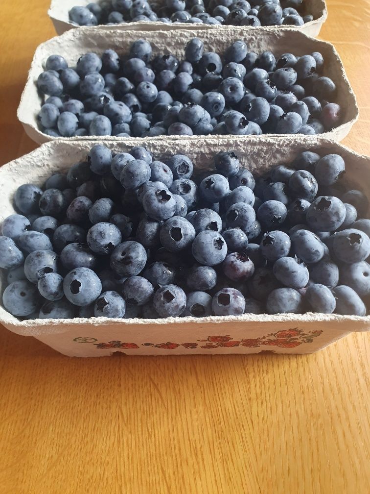 Ekologiczna borowka amerykanska