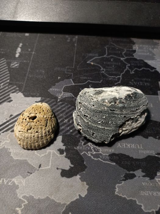 skamieniałe muszle