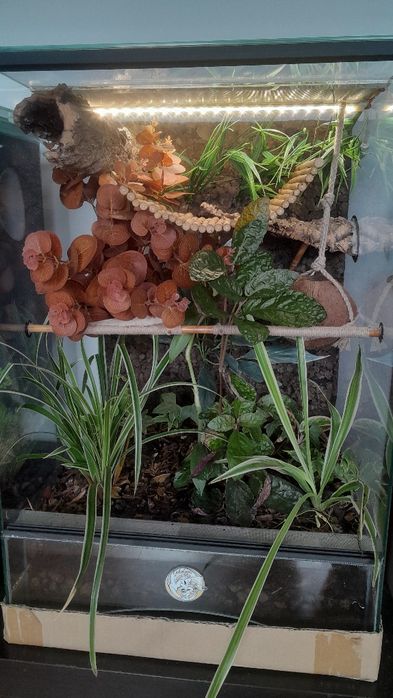 Terrarium 40x40x60 okazja gekon orzęsiony pełne wyposażenie